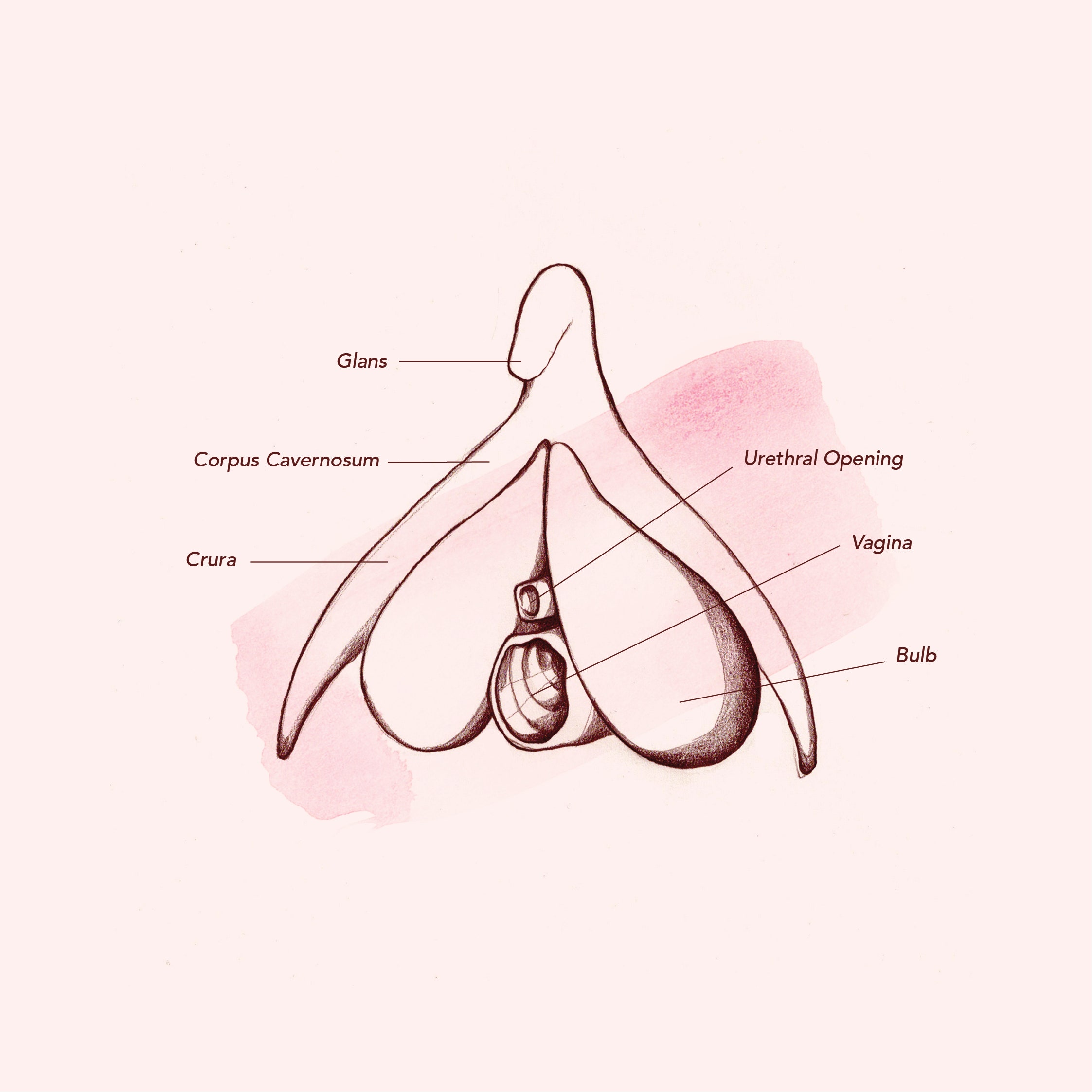description of vagina