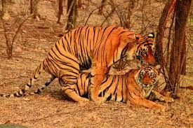 sex with tigers