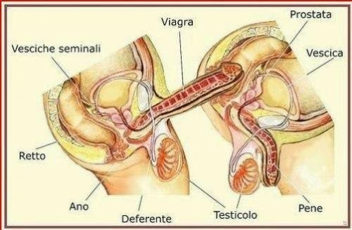 views sex inside anal