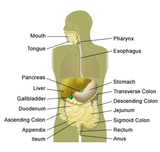 in of causes appendicitis adults