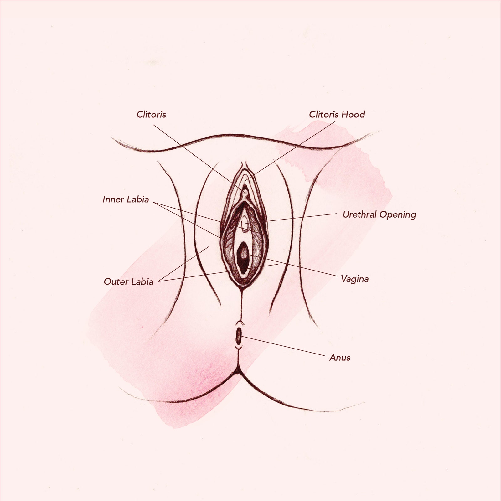 diagram vagina labelled