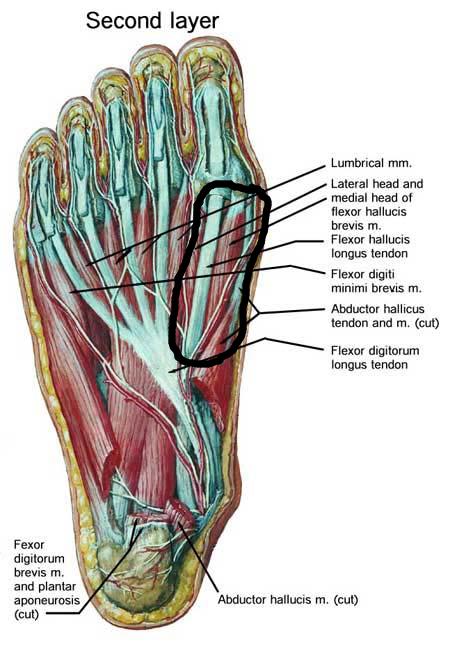 foot of bottom tendons