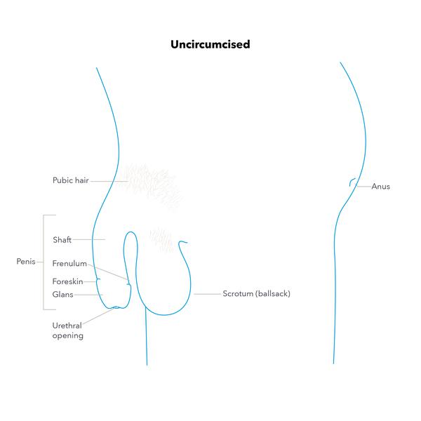 uncircumcise during because sex bleeding
