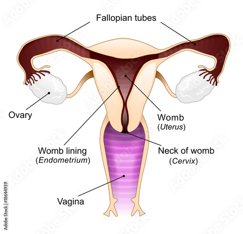 diagram vagina labelled
