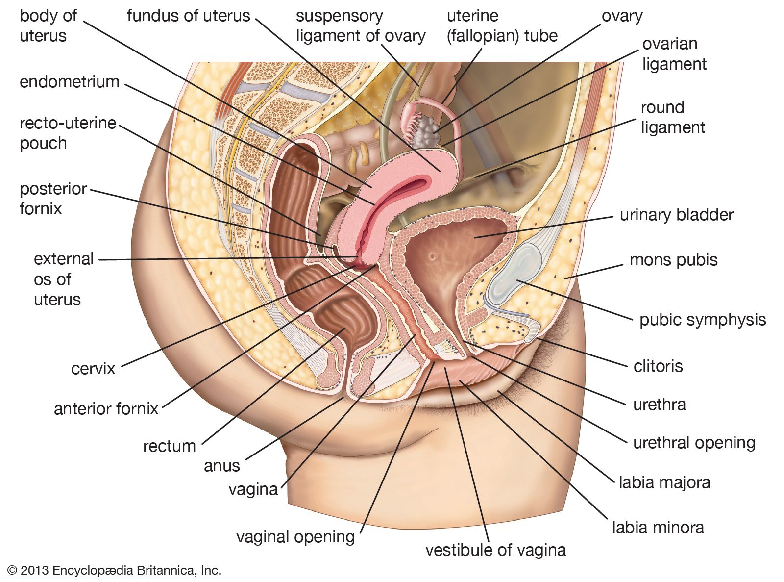description of vagina