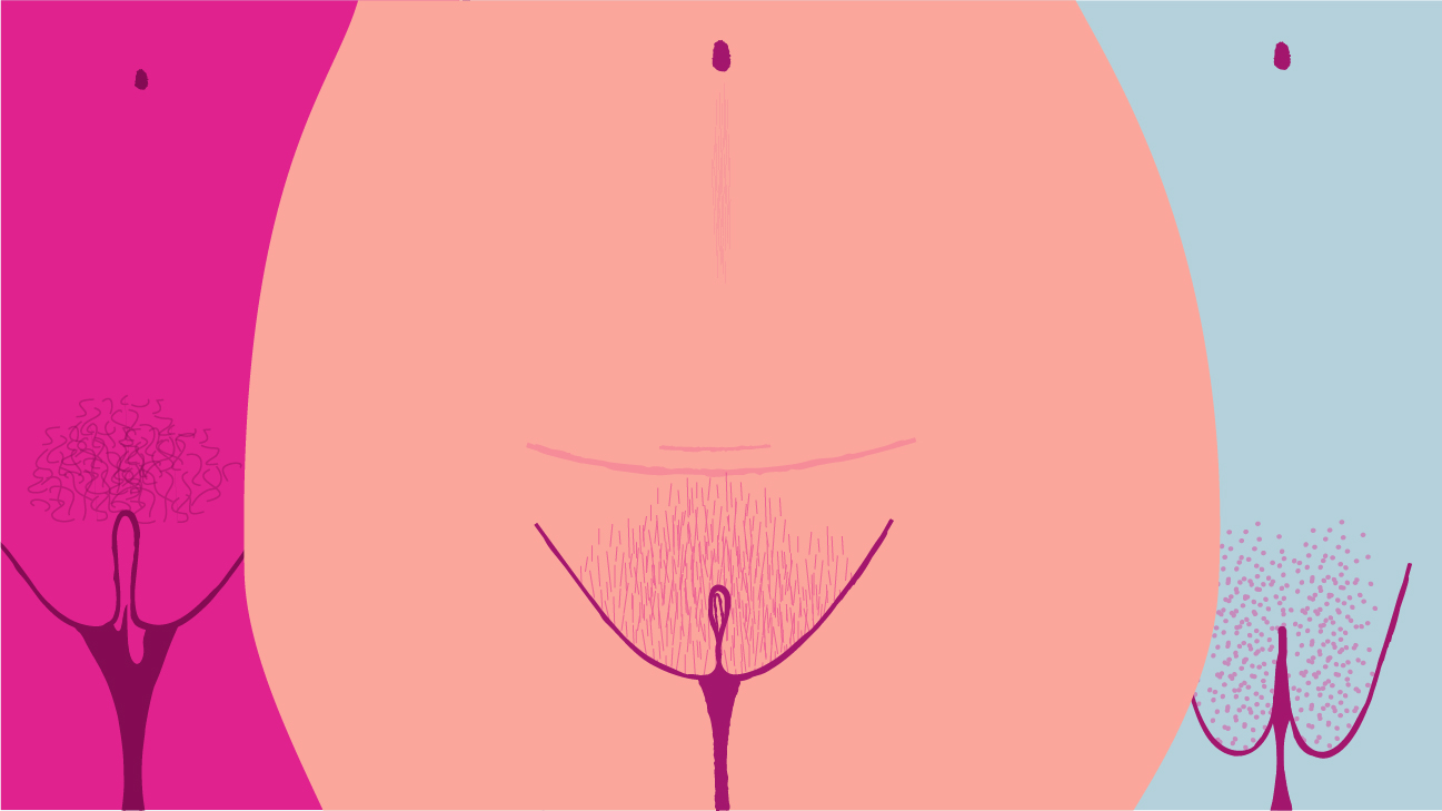 vaginas vulvas and