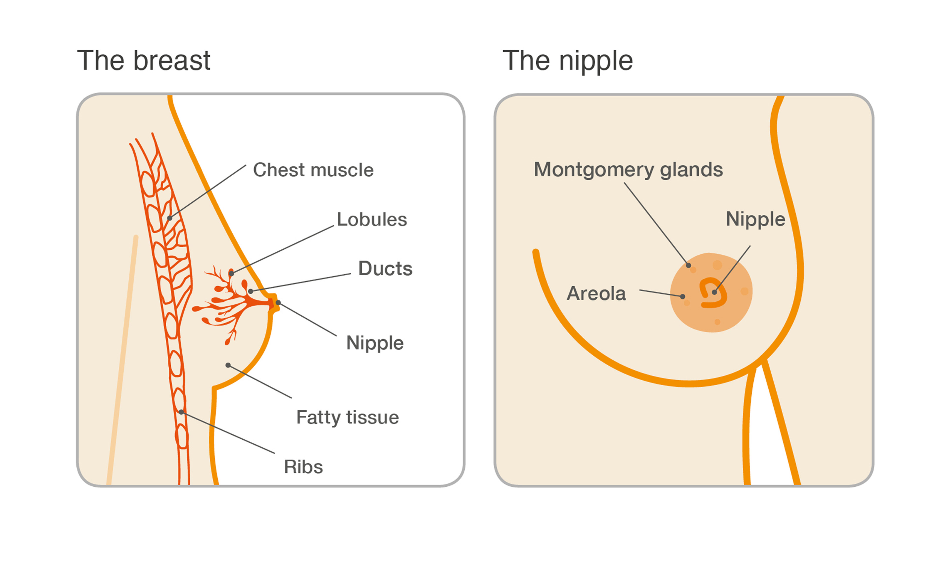escessive breast growth stories
