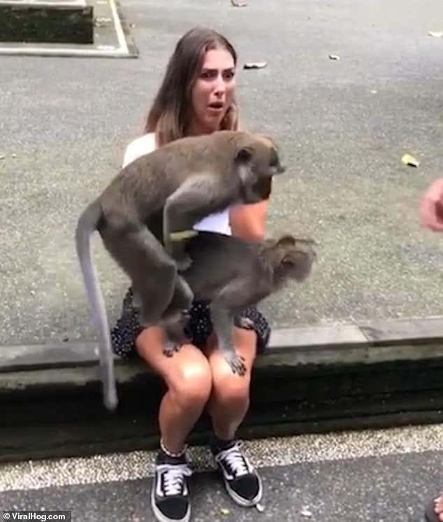 monkey with sex women