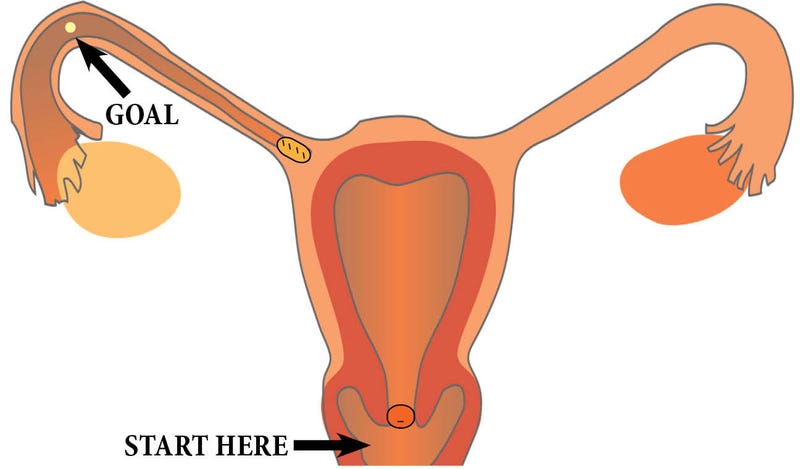 inside womans vagina a