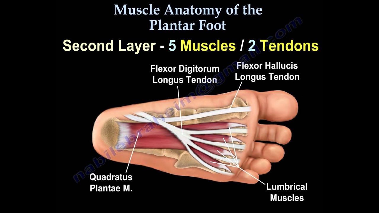 foot of bottom tendons