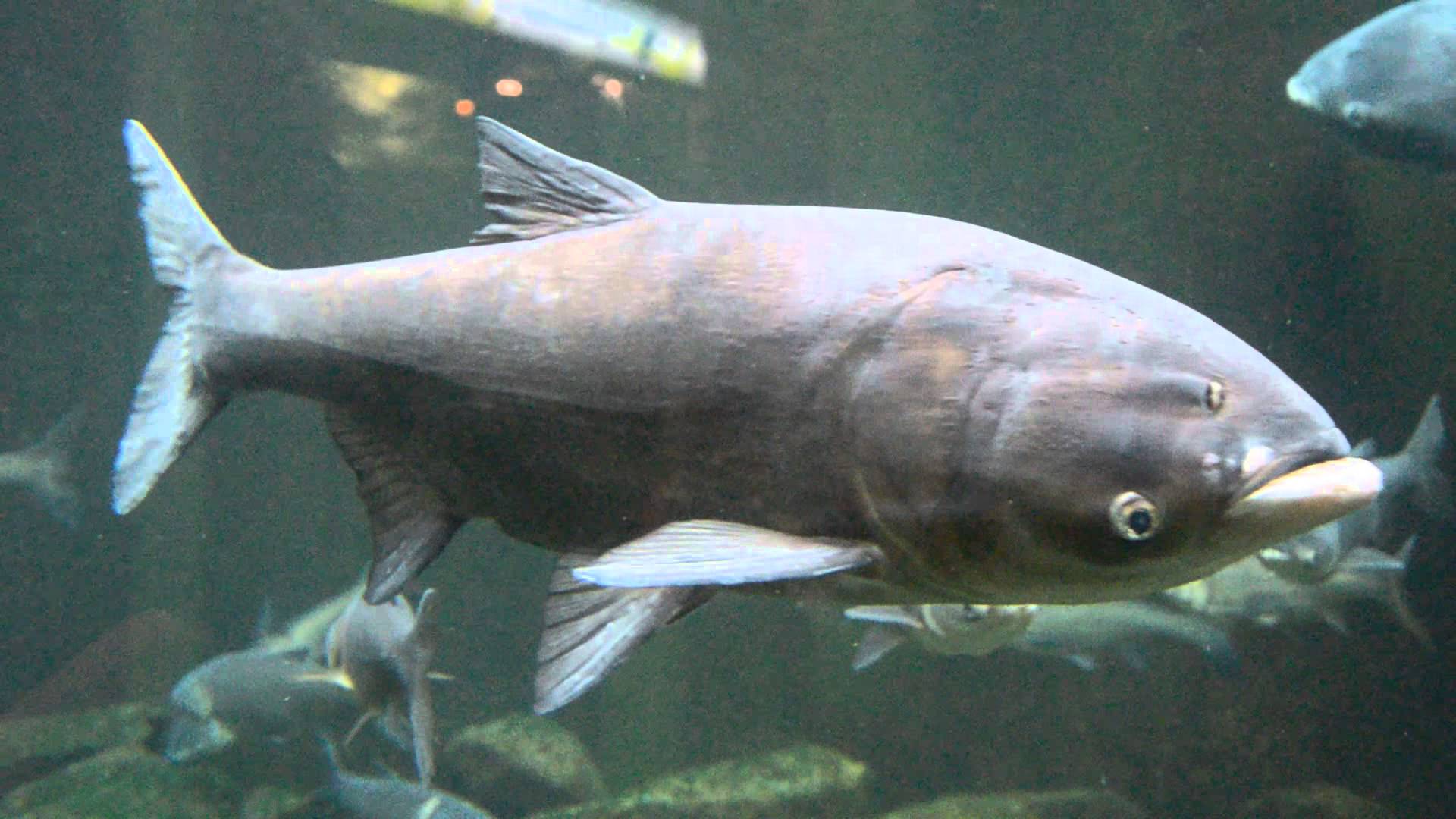 facts asian carp about the