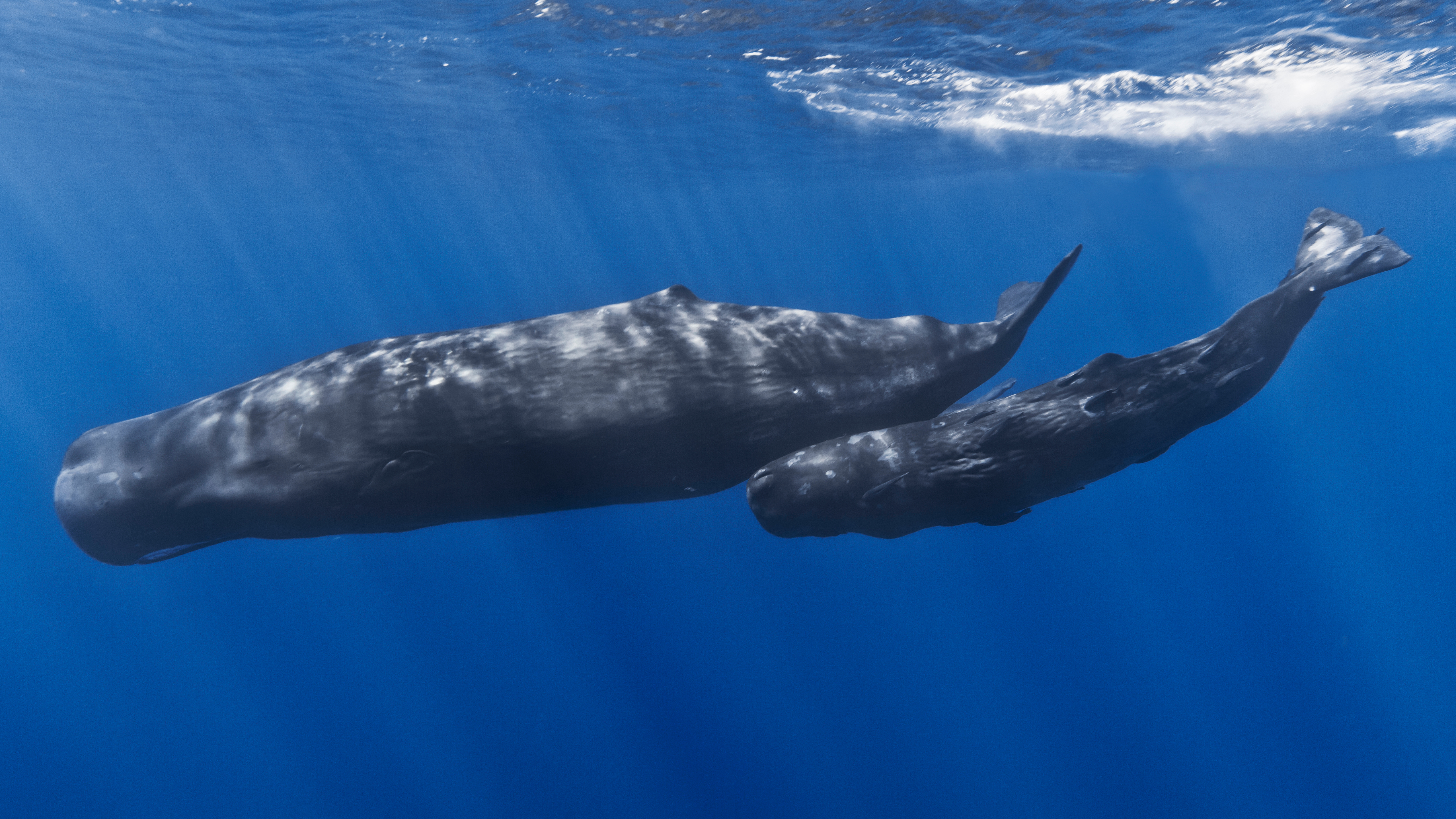 travels sperm whales