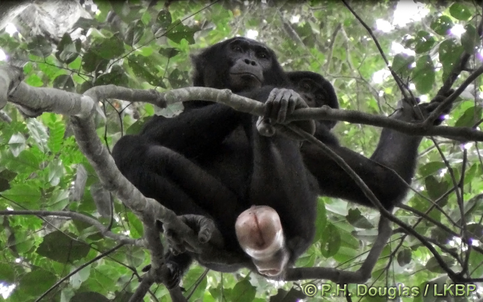 bonobos sexual monkey